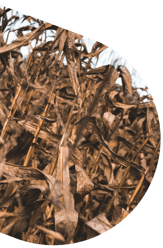 Dead crops due to heat waves.